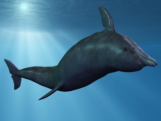 Delphin © Andreas Meyer