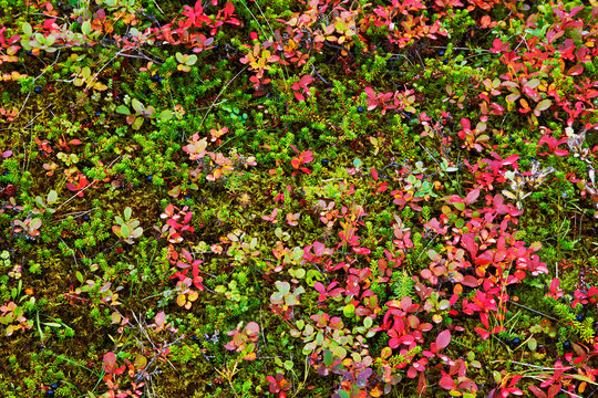 Flowers and plants background, South Area, Iceland.