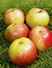 apples in grass