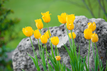 Obraz premium Blooming yellow tulips