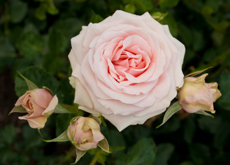 Pink Rose With Three Buds