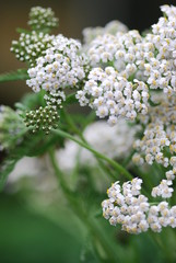 Gemeine Schafgarbe (Achillea millefolium) © petrabarz