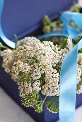 Apothekengutschein  Gemeine Scharfgarbe (Achillea millefolium)