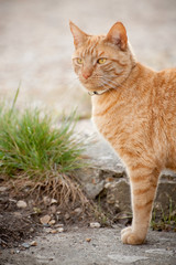 Naklejka na ściany i meble red tabby cat surveying his territory