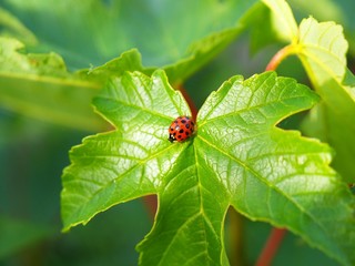 Coccinelle avec de nombreux points