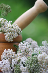 Apothekengutschein  Gemeine Scharfgarbe (Achillea millefolium) © petrabarz