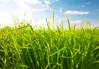 Obraz premium green summer grass and sun