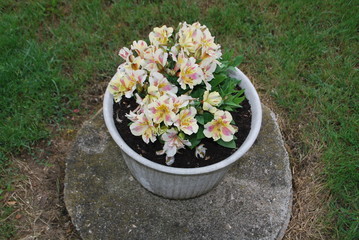 fleur en pot