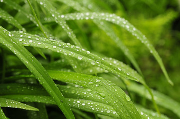 Wassertropfen auf Blatt