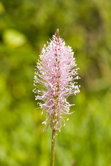 close up of a fragile plant,isolated on blurry green background