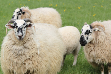 Obraz premium four sheep