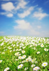 Daisy field over blue sky