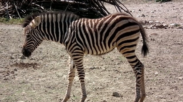 zebra