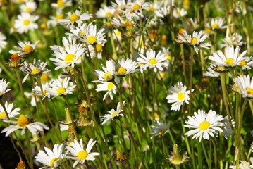 Gänseblümchen