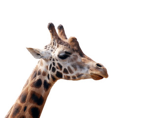 Naklejka na ściany i meble giraffe head isolated on white