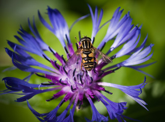 Eristalis tenax on  flower centaurea cyanus. Small depth to shar