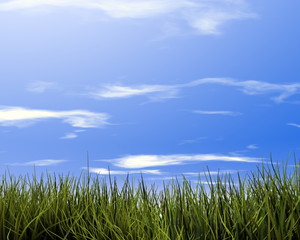 grass background and sky