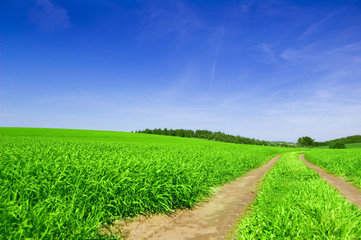 Green field with road and blue sky.