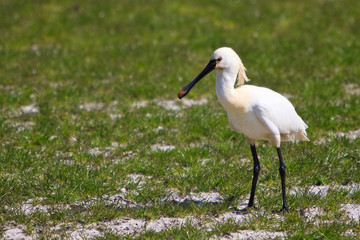 Large white spoonbill bird standing in grassland