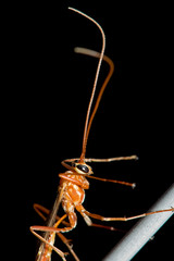 macro de insecto