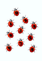 numerals from ladybirds