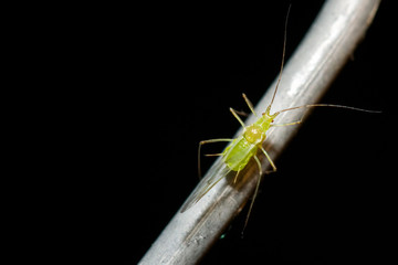 macro de insecto