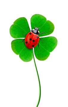 ladybird on clover
