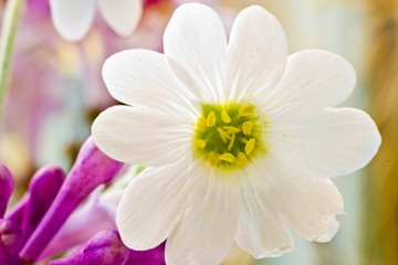 Fototapeta premium flowers