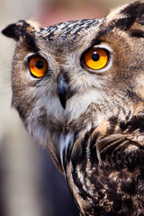 Naklejka premium Big eagle owl in closeup