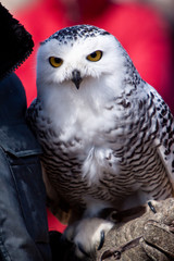 White snow owl in closeup