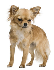 Chihuahua, 12 months old, standing in front of white background