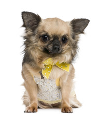 Chihuahua, 4 years old, dressed in yellow bow
