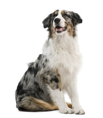 Australian shepherd, 6 months old, in front of white background