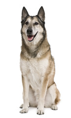 Mixed-breed, 11 years old, in front of white background