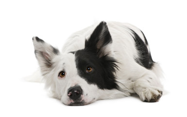 Border collie, 4 years old, in front of white background
