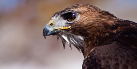 Big brown eagle in closeup