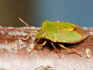 Green Shieldbug