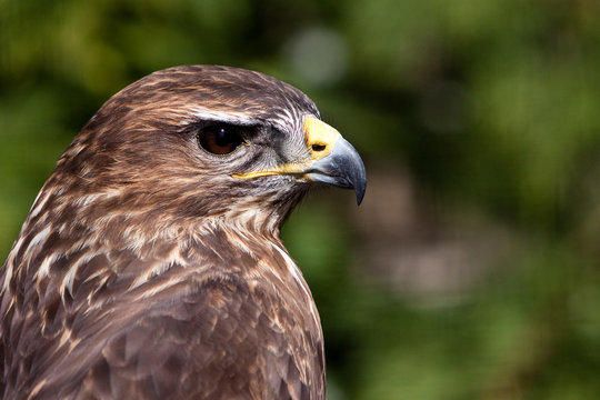 Big brown eagle in closeup