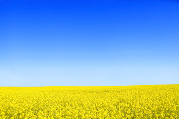 Fototapeta premium Spring landscape.