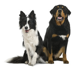 Mixed-breed 5 years old and border collie, 18 months old