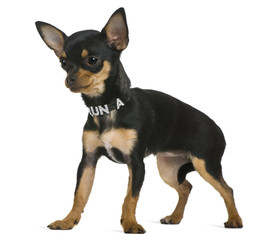 Chihuahua puppy, 6 months old, in front of white background
