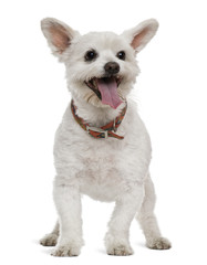 Mixed-breed, 16 years old, in front of white background