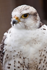 Big brown and white  eagle in closeup