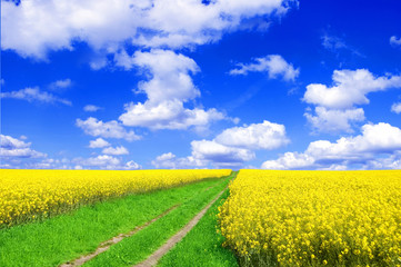 Obraz premium Summer landscape.