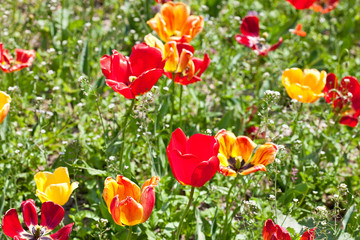 tulip field