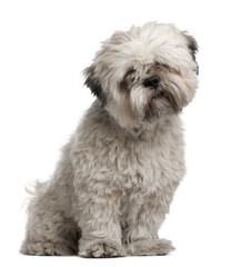 Lhasa Apso, 14 months old, sitting in front of white background