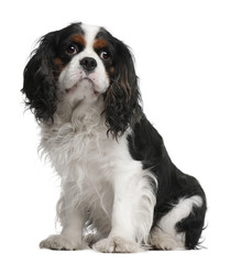 Cavalier King Charles Spaniel, 5 years old