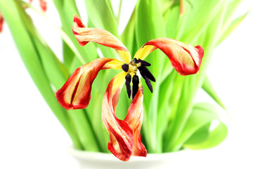 Faded tulip