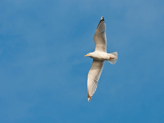 Seagull