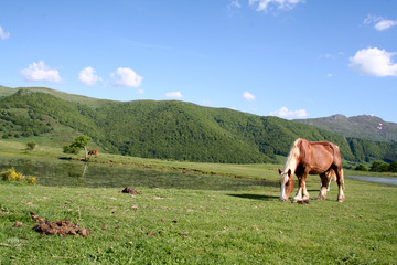 Fototapeta premium Monts du Cantal, chevaux